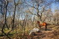 WorldÃ¢â¬â¢s largest natural walnut forest, nestled in a lush valley of KyrgyzstanÃ¢â¬â¢s Chatkal mountain range lies